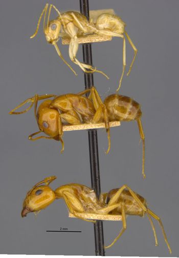 Media type: image;   Entomology 21588 Aspect: habitus lateral view